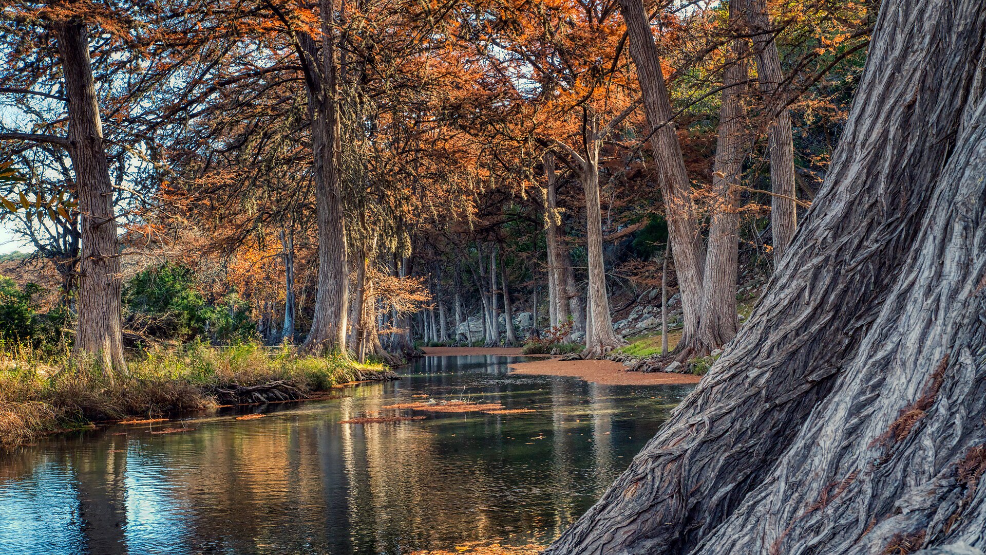 Cypress trees along the Guadalupe River near New Braunfels